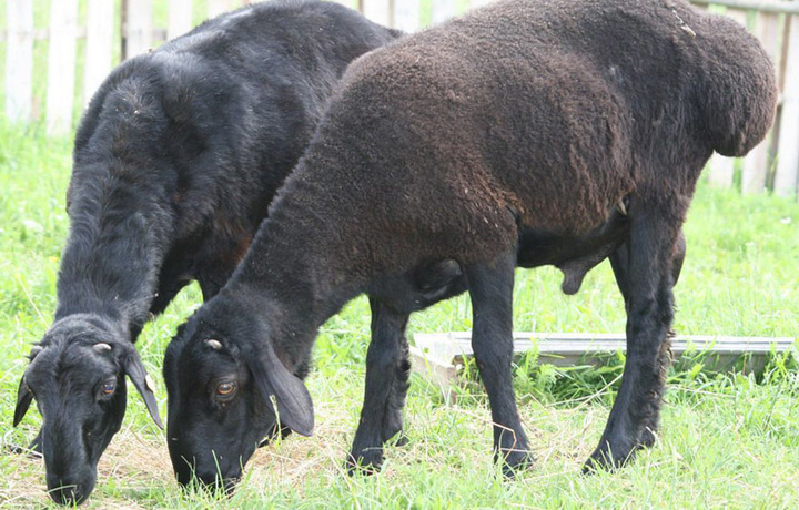 Karakul qo'yi — nasldor